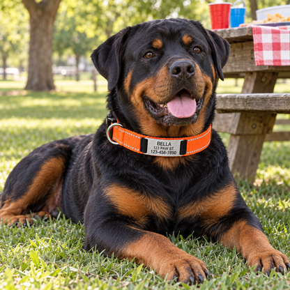 Nylon Pet Collor